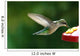 Humming Bird