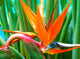 strelitzia reginae, oiseau de paradis, strÃ©litzia Wall Mural