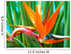 strelitzia reginae, oiseau de paradis, strÃ©litzia Wall Mural