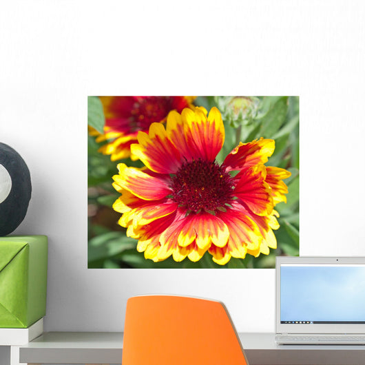 Rudbeckie Rudbeckia Wall Mural