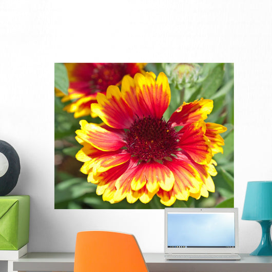 Rudbeckie Rudbeckia Wall Mural