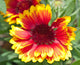 Rudbeckie Rudbeckia Wall Mural