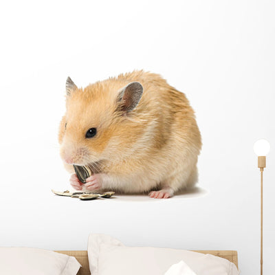 Male Hamster Eating Sunflower Wall Decal shown on a wall