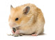 Male Hamster Eating Sunflower Seeds over White Background Wall Decal