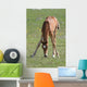 Sweet Foal