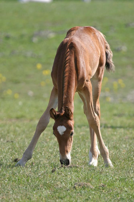 Sweet Foal