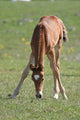 Sweet Foal