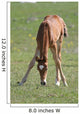 Sweet Foal