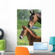 Mother and Foal