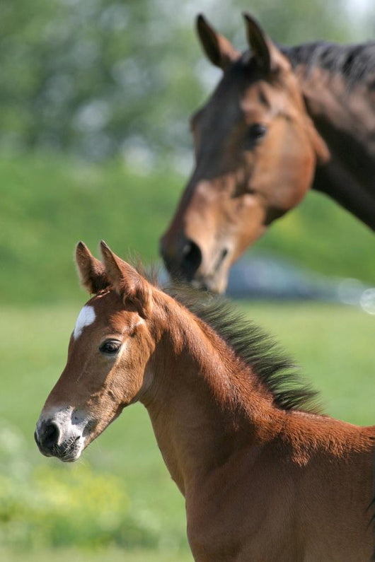 Mother and Foal