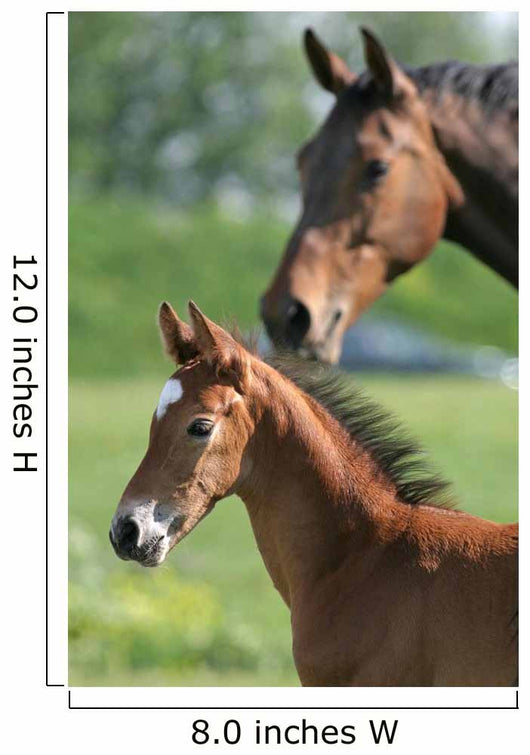 Mother and Foal