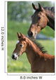 Mother and Foal