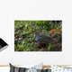 Morning Dove Wall Mural