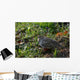 Morning Dove Wall Mural