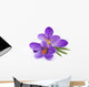 Crocus Flowers Spring