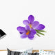 Crocus Flowers Spring