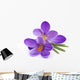Crocus Flowers Spring