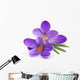 Crocus Flowers Spring