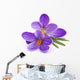 Crocus Flowers Spring