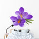 Crocus Flowers Spring