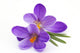 Crocus Flowers Spring