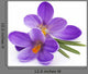 Crocus Flowers Spring