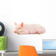 Pig on White Wall Decal