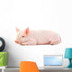 Pig on White Wall Decal