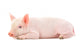 Pig on White Wall Decal