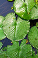 Lotus Leaf