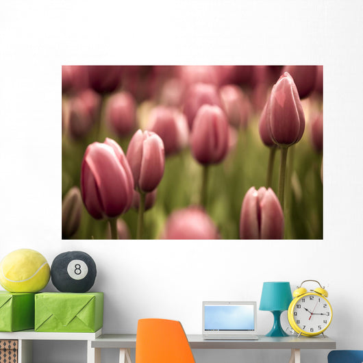 Tulips