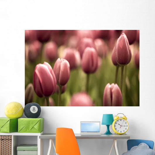 Tulips