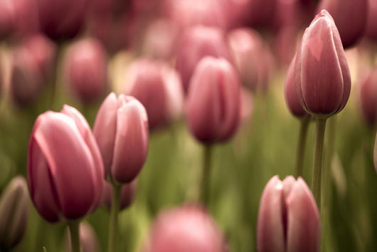 Tulips