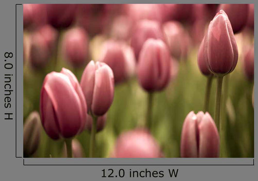Tulips