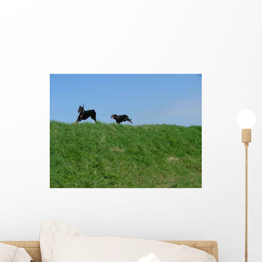 Freedom Wall Decal