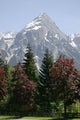 Alpine Trees and Mountain Wall Mural