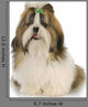 Shih Tzu Wall Decal