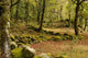 Forest Wall Decal Design 2