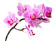 Isolated Orchid Wall Decal