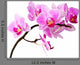 Isolated Orchid Wall Decal