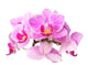 Pink Orchids Wall Decal