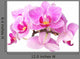 Pink Orchids Wall Decal