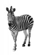 Zebra Isolated on White Background Wall Decal
