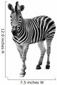 Zebra Isolated on White Background Wall Decal