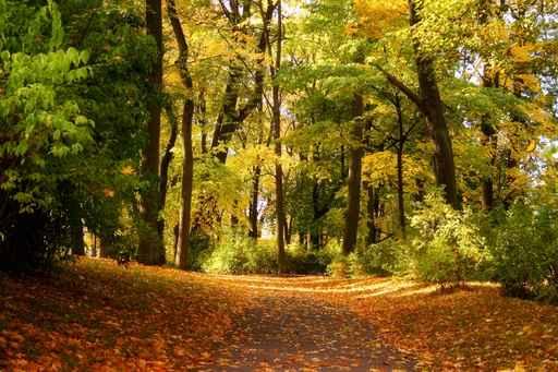 Autumn Park Wall Decal