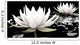 Lotus Water Wall Mural