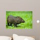 Collared Peccary or Javelina Pecari Tajacu Wall Mural