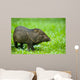 Collared Peccary or Javelina Pecari Tajacu Wall Mural