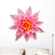 Open Pink Water Lily Wall Decal