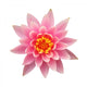 Open Pink Water Lily Wall Decal